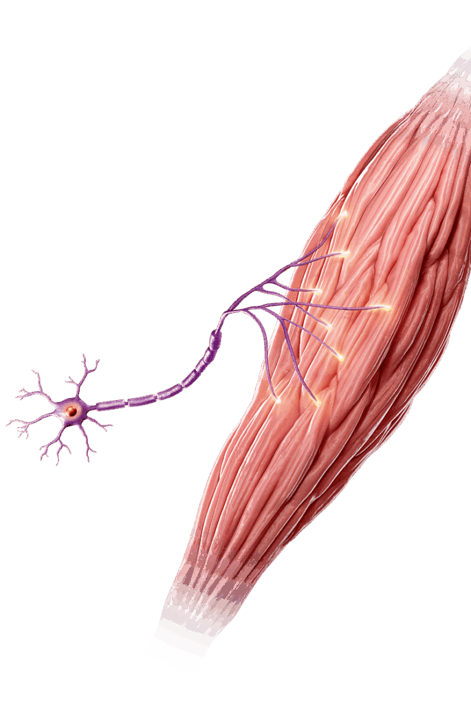 Motor neuron